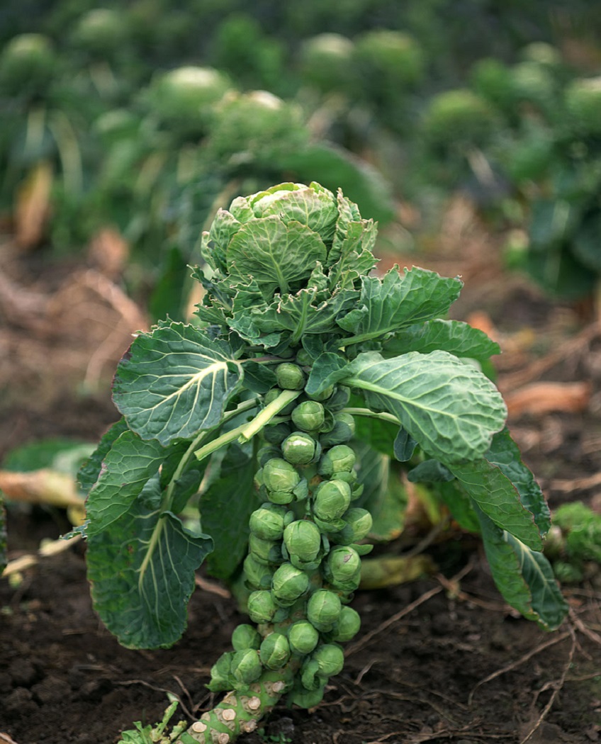 growing-brussel-sprouts-7-stages-how-to-grow-brussels-sprouts